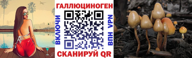Псилоцибиновые грибы Psilocybe  сайты даркнета Telegram  Киров  купить наркотики сайты 